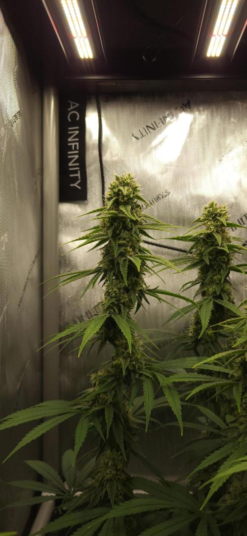 00seeds Gelato Mint - Couple of Plants. Week 10