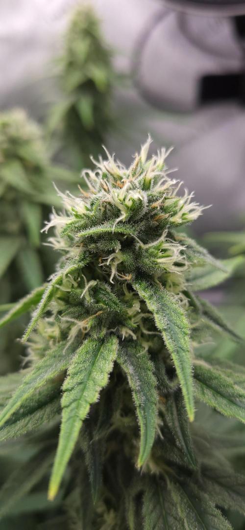 00seeds Gelato Mint - Couple of Plants. Week 10