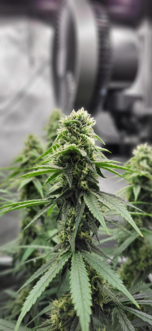 00seeds Gelato Mint - Couple of Plants. Week 10
