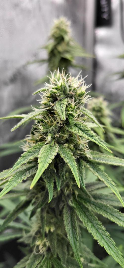 00seeds Gelato Mint - Couple of Plants. Week 10
