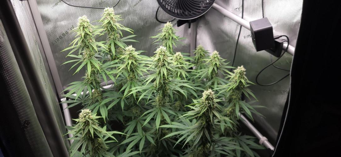 00seeds Gelato Mint - Couple of Plants. Week 10