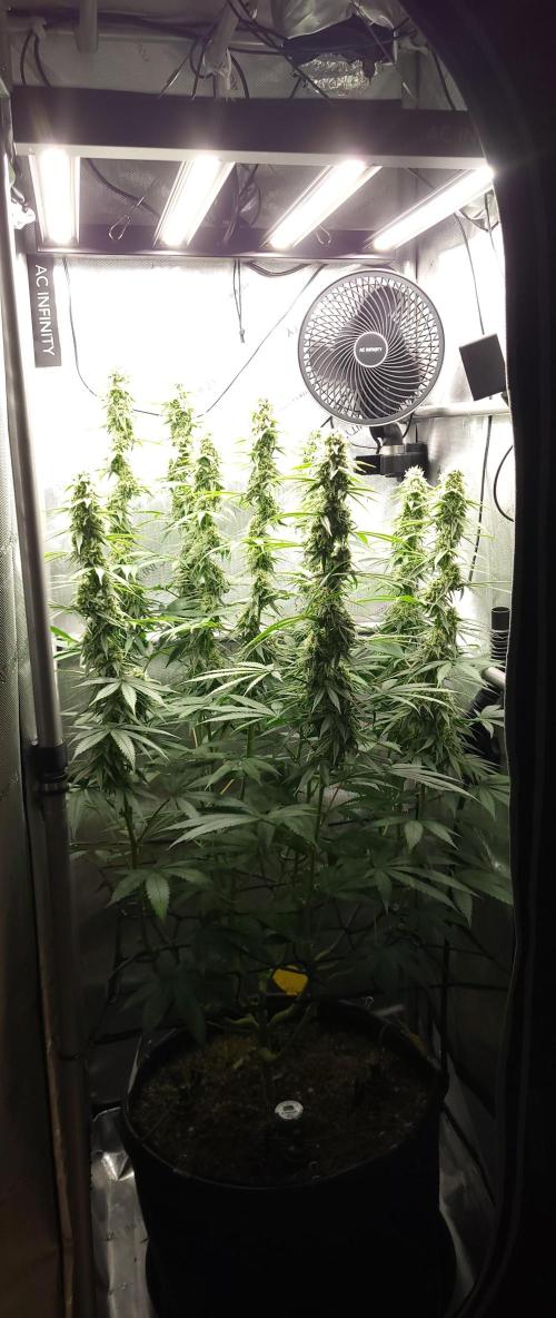 00seeds Gelato Mint - Couple of Plants. Week 10