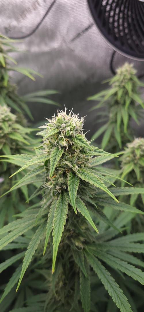 00seeds Gelato Mint - Couple of Plants. Week 10