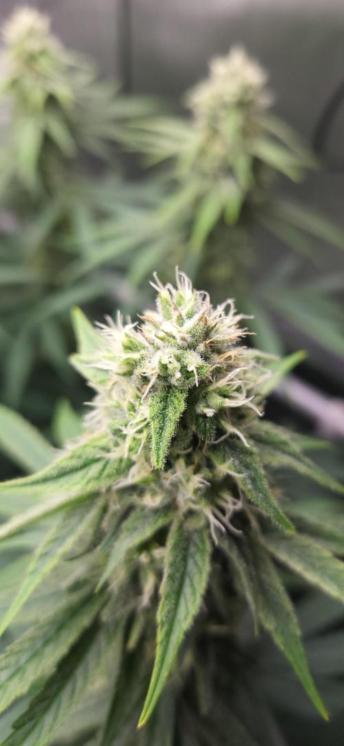 00seeds Gelato Mint - Couple of Plants. Week 10