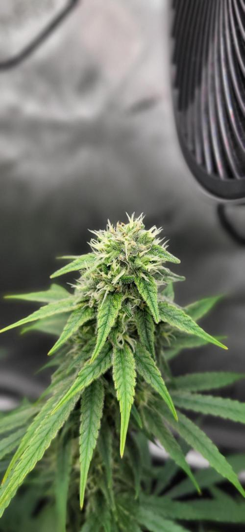 Gelato Mint. Week 10