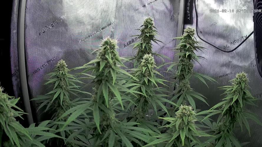 00seeds Gelato Mint - Couple of Plants