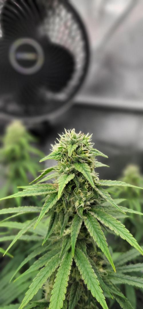 00seeds Gelato Mint - Couple of Plants. Week 11