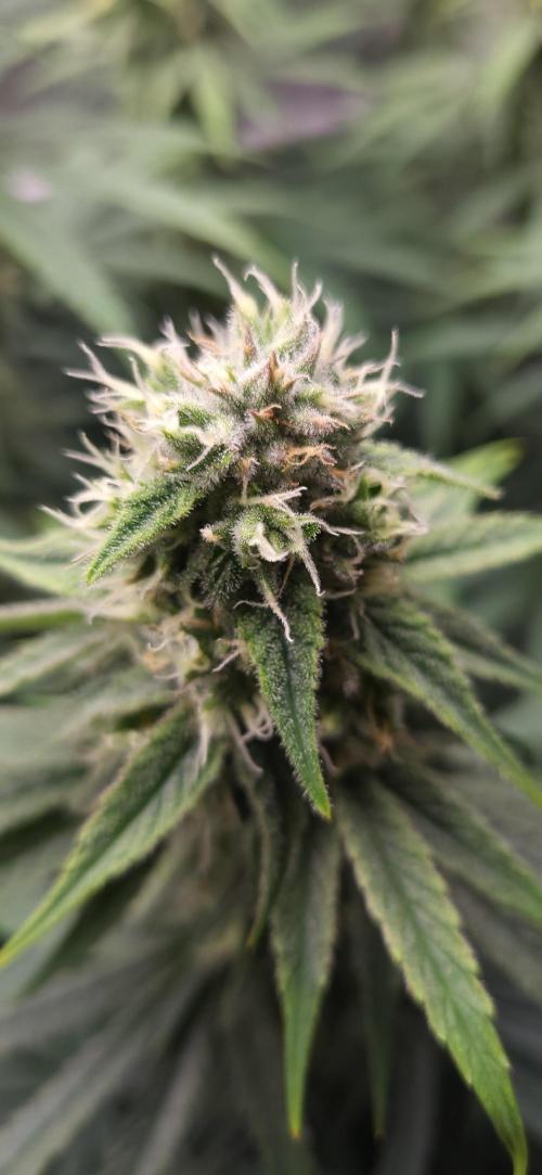 00seeds Gelato Mint - Couple of Plants. Week 11