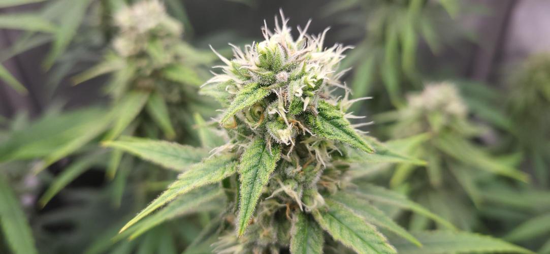 00seeds Gelato Mint - Couple of Plants. Week 11