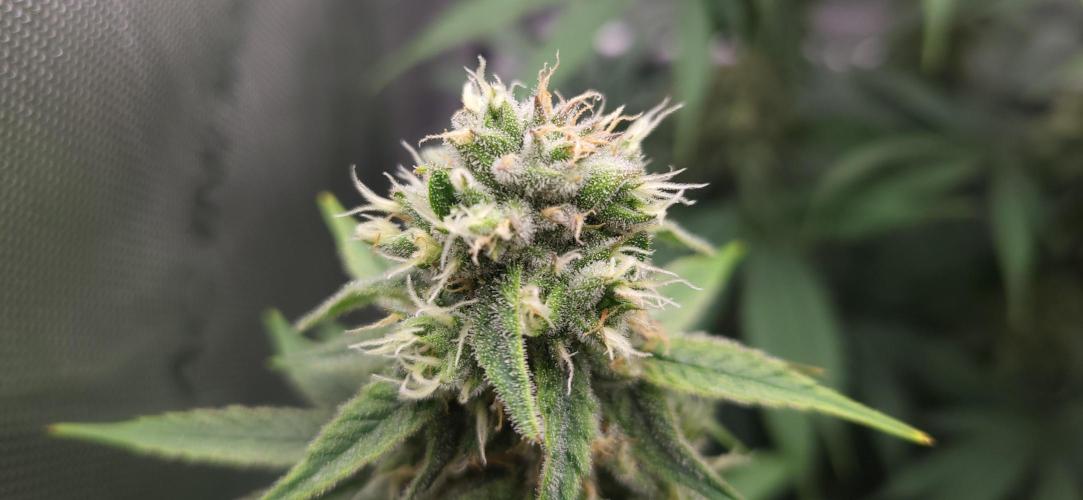 00seeds Gelato Mint - Couple of Plants. Week 11