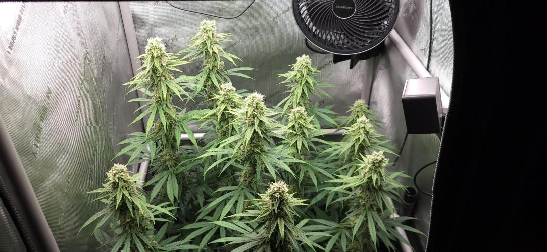 00seeds Gelato Mint - Couple of Plants. Week 11