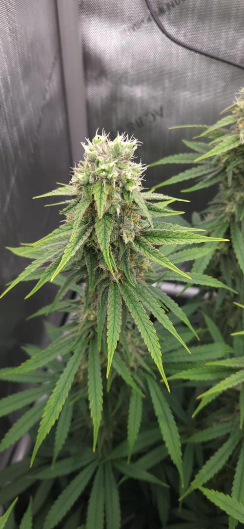 00seeds Gelato Mint - Couple of Plants. Week 11