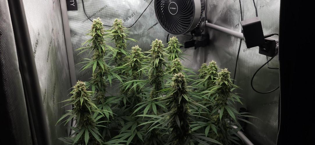 00seeds Gelato Mint - Couple of Plants. Week 11