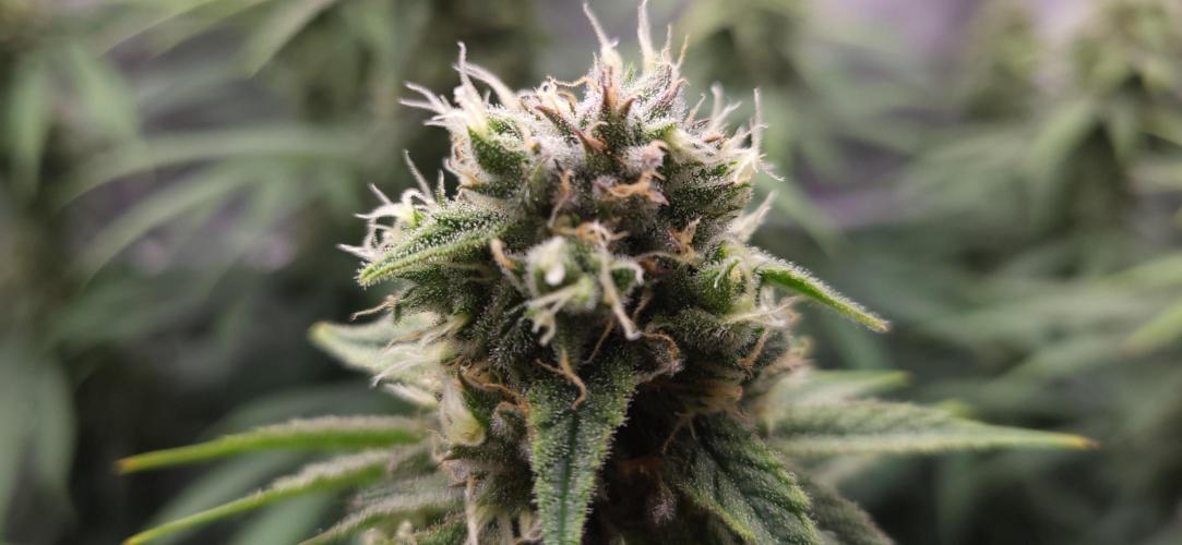 00seeds Gelato Mint - Couple of Plants. Week 11