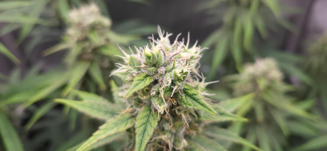 00seeds Gelato Mint - Couple of Plants. Week 11