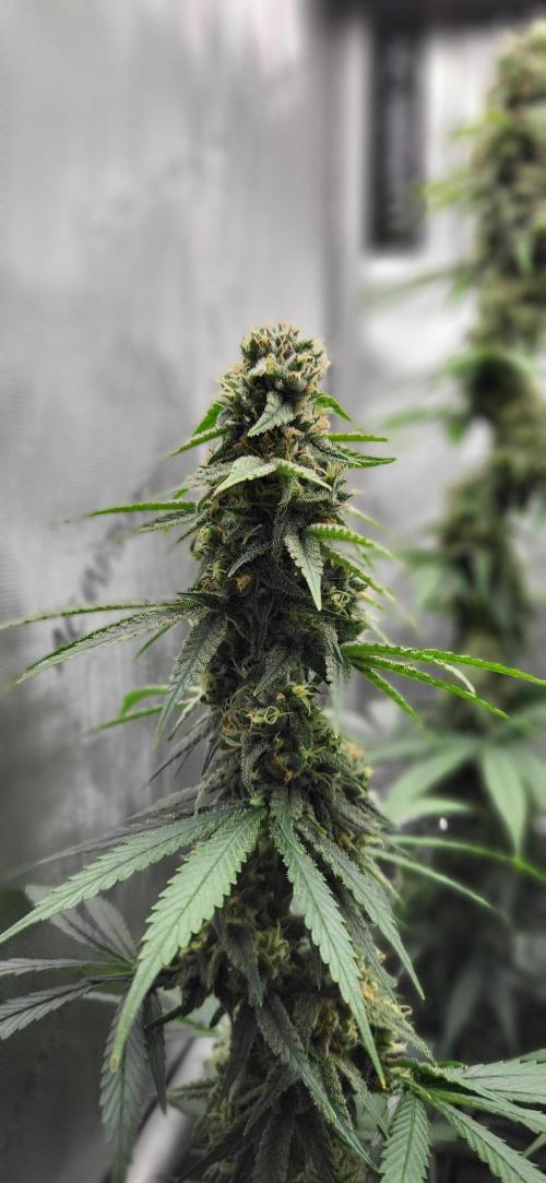 00seeds Gelato Mint - Couple of Plants. Week 11