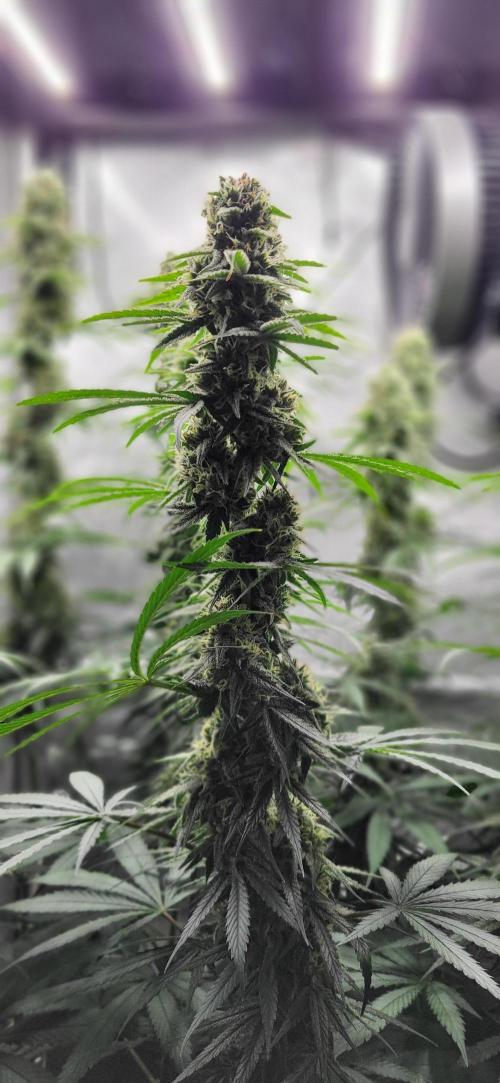 00seeds Gelato Mint - Couple of Plants. Week 11