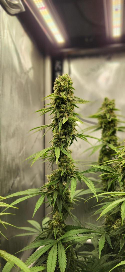 Gelato Mint. Week 11