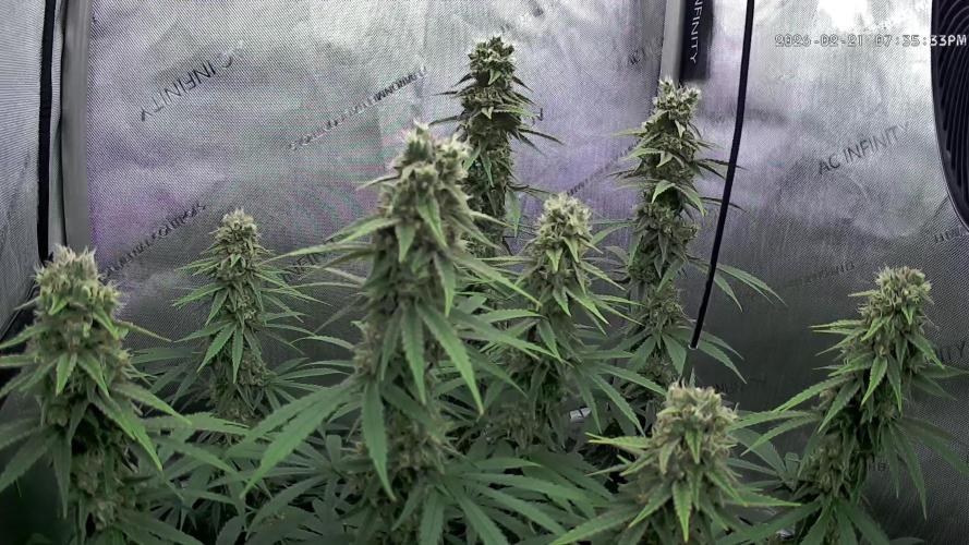 00seeds Gelato Mint - Couple of Plants