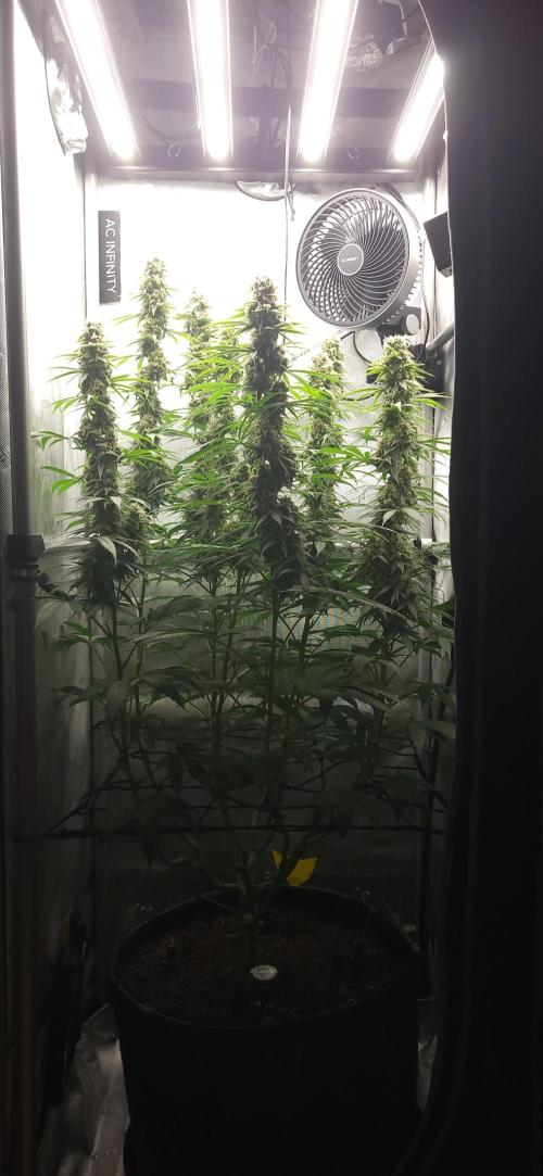 00seeds Gelato Mint - Couple of Plants. Week 12