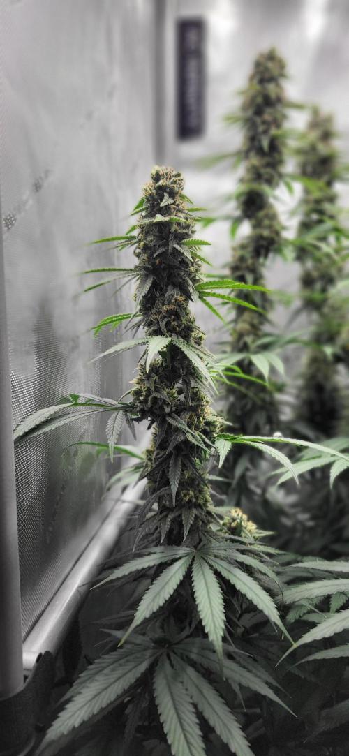 00seeds Gelato Mint - Couple of Plants. Week 12