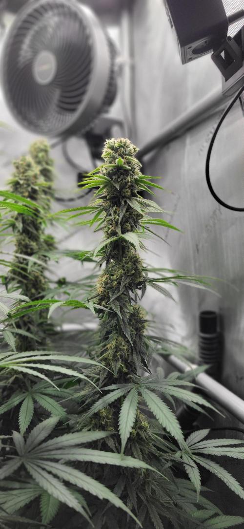 00seeds Gelato Mint - Couple of Plants. Week 12