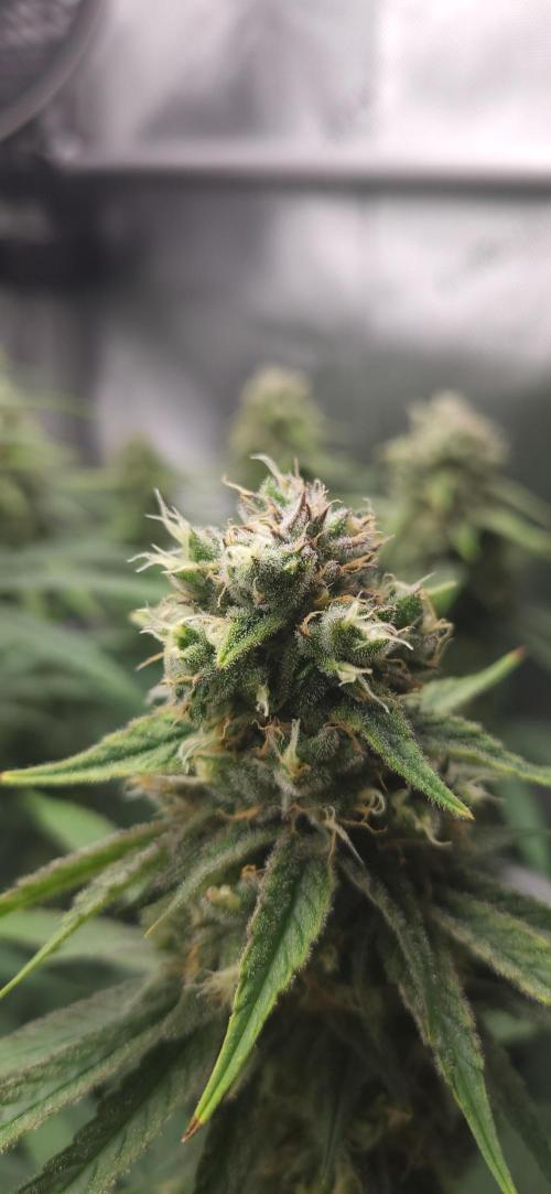 00seeds Gelato Mint - Couple of Plants. Week 12