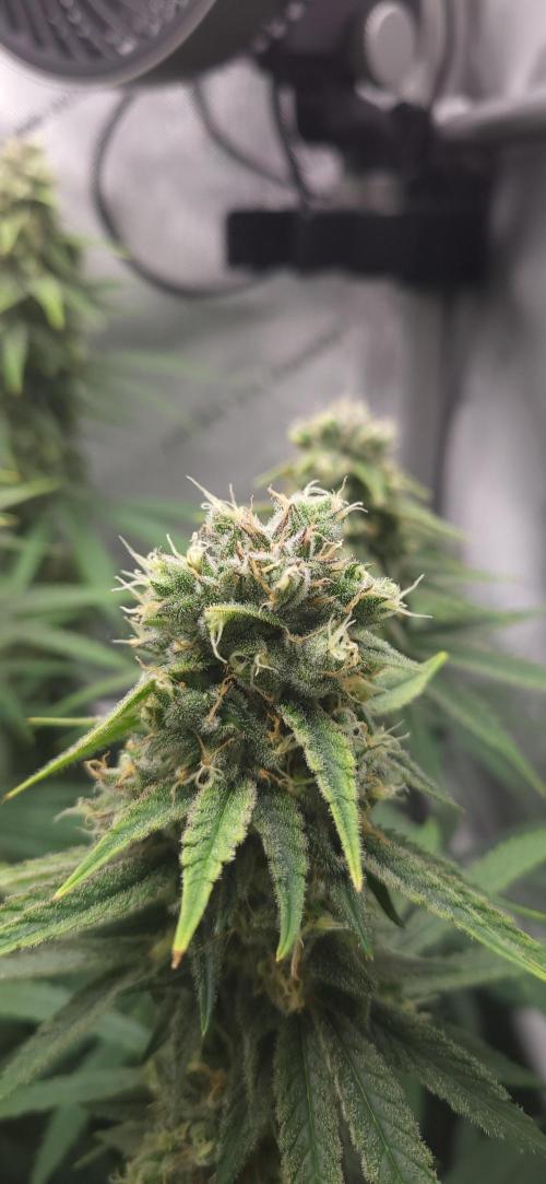 00seeds Gelato Mint - Couple of Plants. Week 12