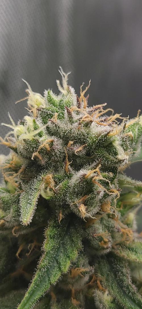 00seeds Gelato Mint - Couple of Plants. Week 12