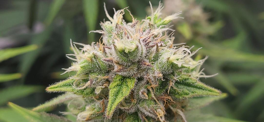 00seeds Gelato Mint - Couple of Plants. Week 12