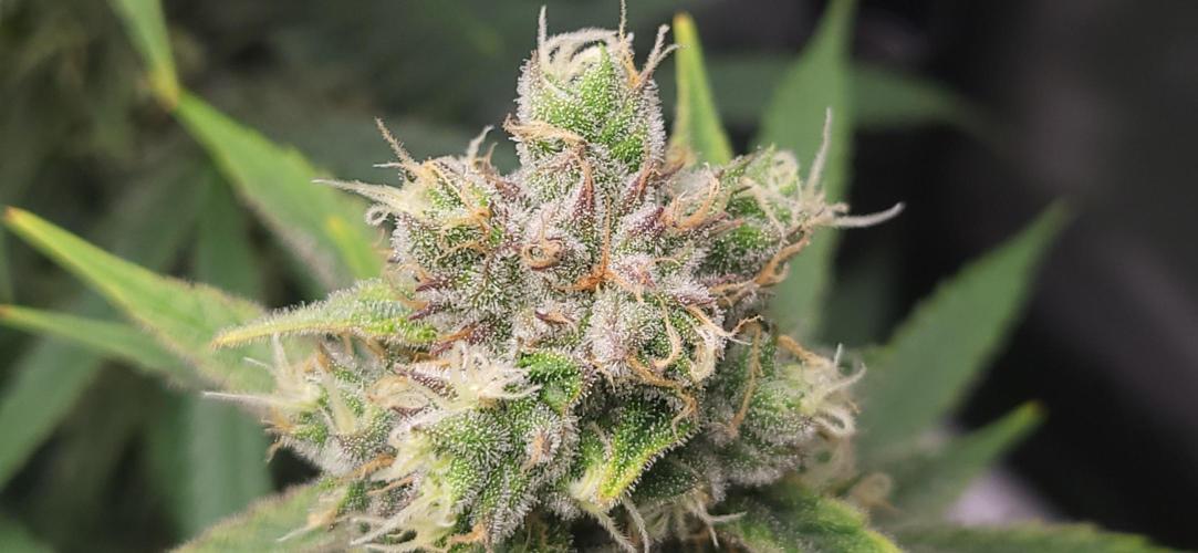 Gelato Mint. Week 12