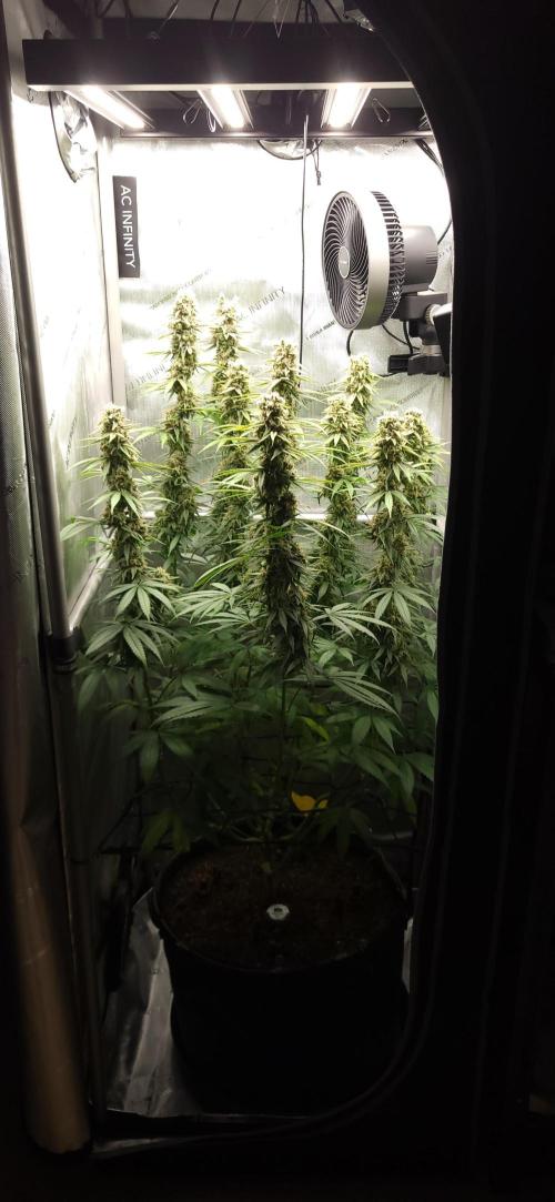00seeds Gelato Mint - Couple of Plants. Week 13