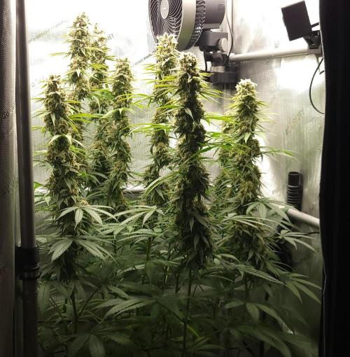 00seeds Gelato Mint - Couple of Plants. Week 13