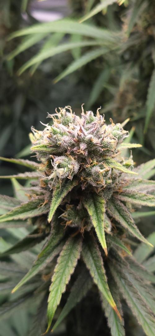 00seeds Gelato Mint - Couple of Plants. Week 13
