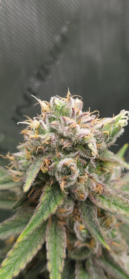 00seeds Gelato Mint - Couple of Plants. Week 13