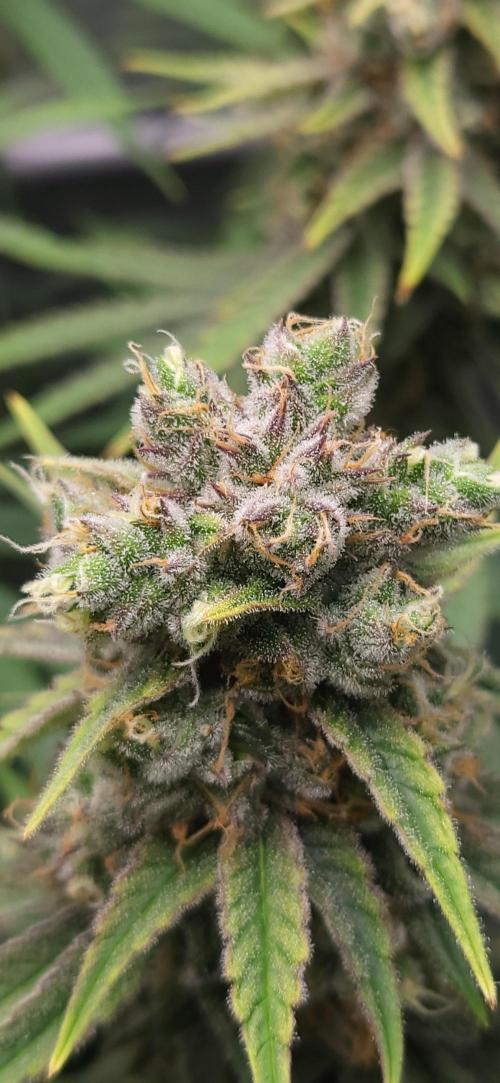 00seeds Gelato Mint - Couple of Plants. Week 13