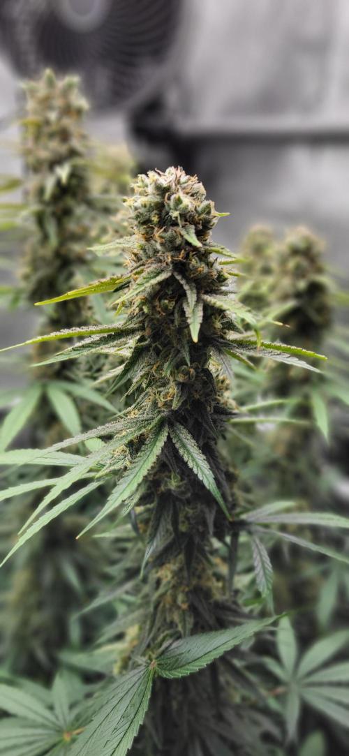 00seeds Gelato Mint - Couple of Plants. Week 13
