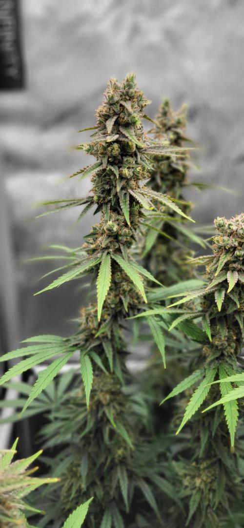 00seeds Gelato Mint - Couple of Plants. Week 13