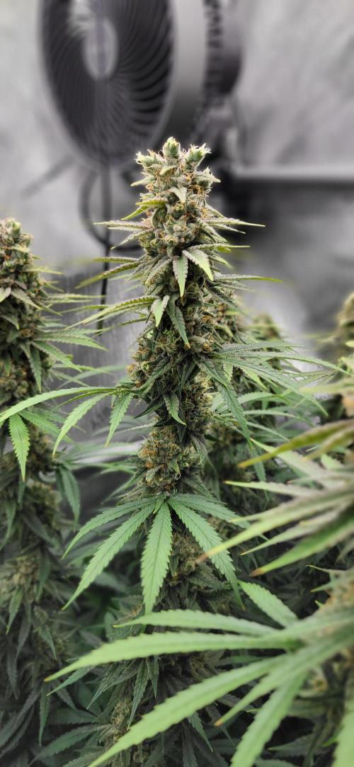 00seeds Gelato Mint - Couple of Plants. Week 13