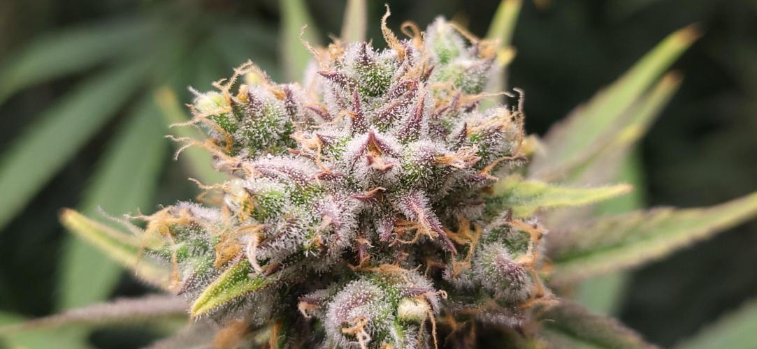 00seeds Gelato Mint - Couple of Plants. Week 13