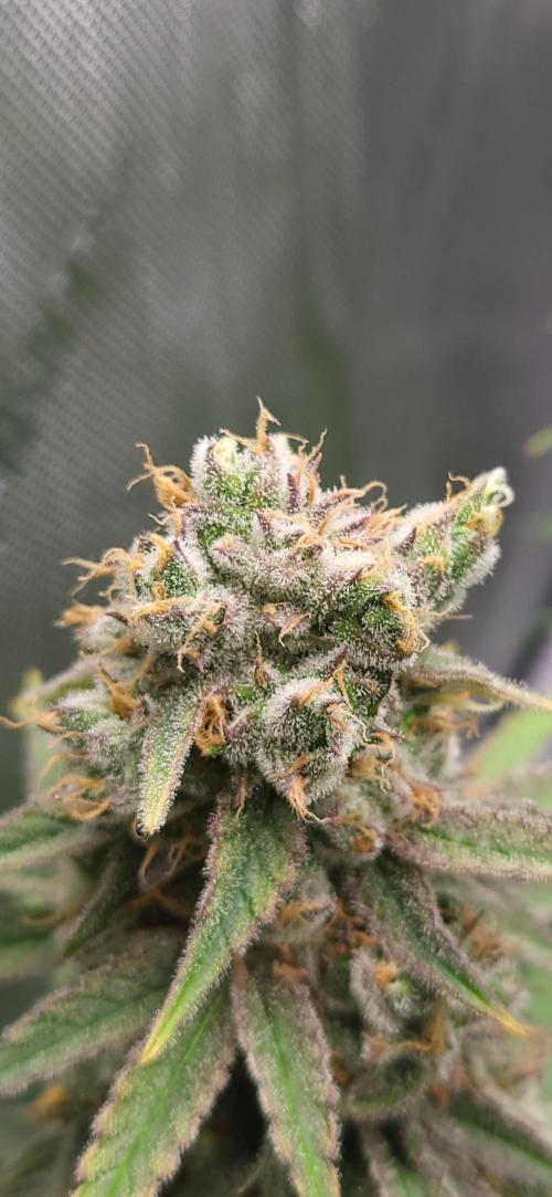 00seeds Gelato Mint - Couple of Plants. Week 13