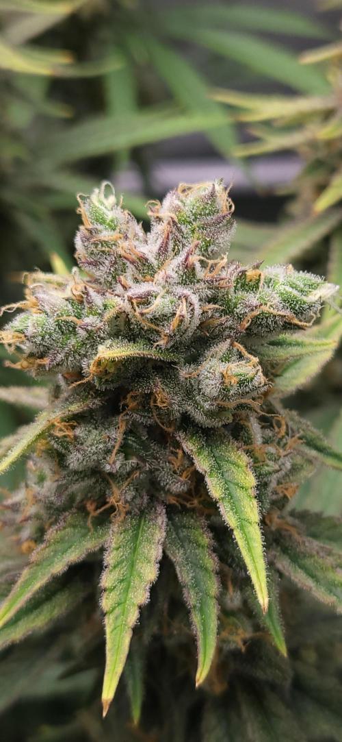 00seeds Gelato Mint - Couple of Plants. Week 13