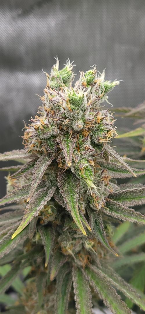00seeds Gelato Mint - Couple of Plants. Week 13