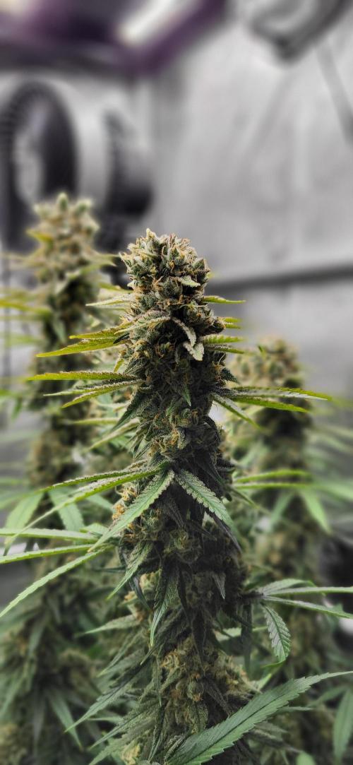 00seeds Gelato Mint - Couple of Plants. Week 13