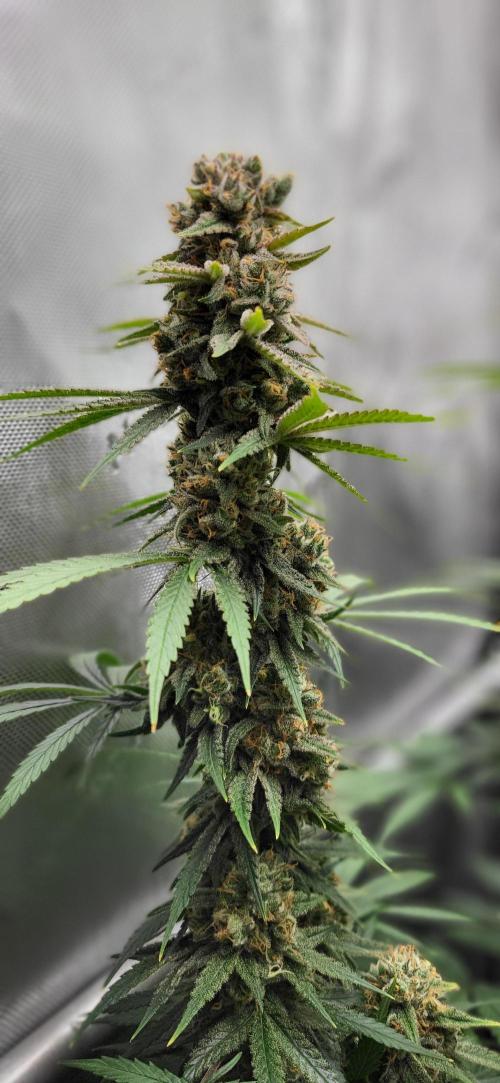 00seeds Gelato Mint - Couple of Plants. Week 13