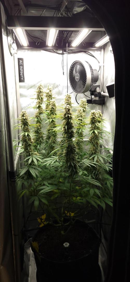 00seeds Gelato Mint - Couple of Plants. Week 13