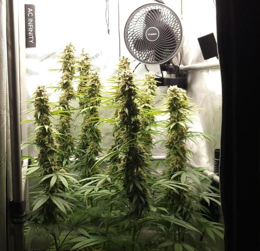 00seeds Gelato Mint - Couple of Plants. Week 13