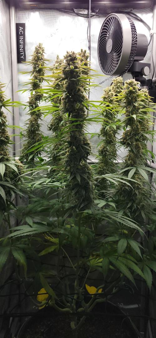00seeds Gelato Mint - Couple of Plants. Week 13