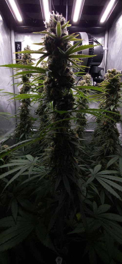 00seeds Gelato Mint - Couple of Plants. Week 13