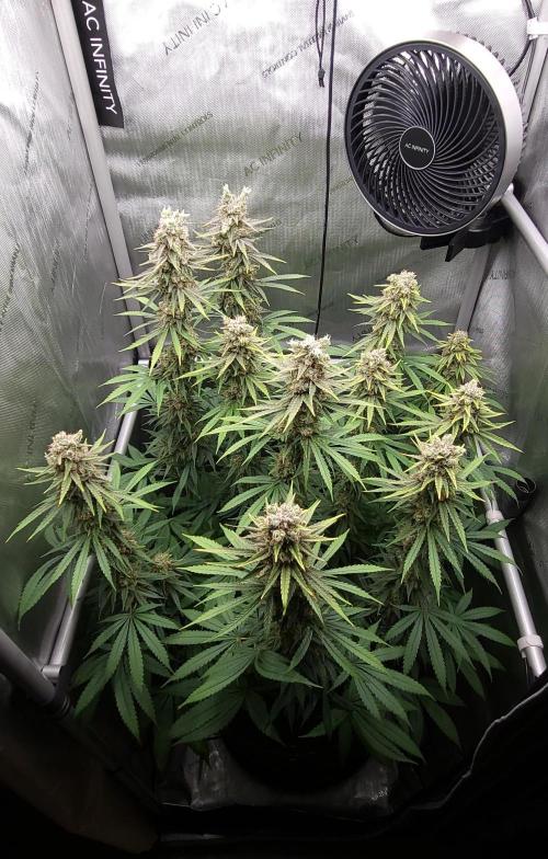 00seeds Gelato Mint - Couple of Plants. Week 13
